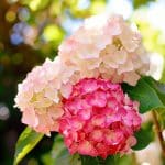 Vanilla Strawberry Hydrangea shrub blooming in a vibrant summer garden